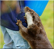 TQ3643 : Otter at the British Wildlife Centre, Newchapel, Surrey by Peter Trimming