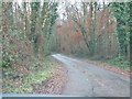 Road through the wood at Kentis Moor