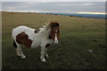 SX5375 : Pony on Whitchurch Common by Philip Halling