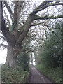 Access lane to London Barn Farm