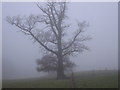 Tree in the winter fog