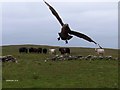 ND3884 : Skua attack by malcolm simpson