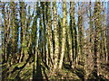 Beech trees, northwest corner of Cuckney Hay Wood