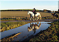 SU5183 : Horse Riding and Big Puddle by Des Blenkinsopp