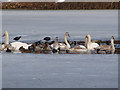 Mixed Water Fowl on Loch