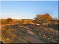 Ladies Mile Footpath