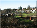 Ringwood, allotments