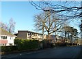 Winter trees in Violet Road