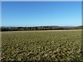 TQ0620 : View across rough grazing to Codmore Hill by Dave Spicer
