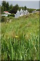 Gairloch : Yellow Flag Iris at Badachro