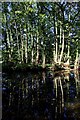 Trees - Reflected