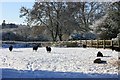 Sheep field in the snow