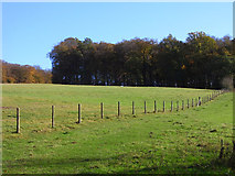 SU6985 : Pasture, Highmoor by Andrew Smith