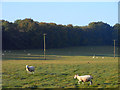 Pasture, Chawton