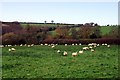 Sheep Pasture