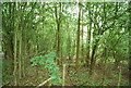 Woodland by the Medway Valley Walk