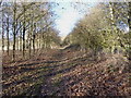 Bridleway near Highfield Plantation