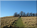 Climbing the valley above Alkham