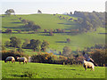 Sheep grazing land at Groes-lwyd