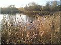 Bedfont Lakes Country Park