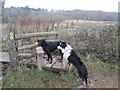 Test Way walk  - stile leading to Squabb Wood in top left-hand  corner of last field