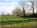 Field boundary north of Church Farm, Lingwood