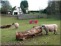 Sheep at St Edmund