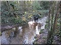 Stream running through Home Covert woods