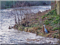 Hopeful Heron at Hawick