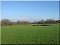 Fields near Great Homewood Farm