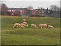 Alpacas, Low Crompton Farm