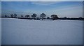 Snow covered field near Maple Farm