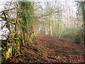 Track in Cranham Wood, Cranham