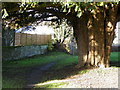 Yew Tree, St Nicholas Church