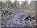 The main Path walking from Nursling Rec to Hillyfields through Home Covert Woods