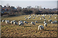 Fiskerton sheep