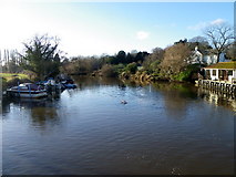 SY9287 : River Frome, Wareham by Maigheach-gheal