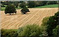 Field near Ross on Wye