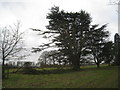 Snow damage in Scawby Park