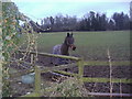 Horse in field, Tyrrells Wood