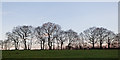 Mature trees along the boundary line