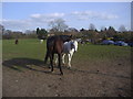 Horses on field by Telegraph Lane, Claygate