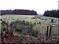 Beltrim Townland