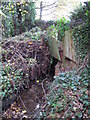 The Kyd Brook - Main Branch, in Clay Wood