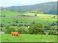 Red cow in Swaledale