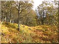 NN5721 : Birch woods by Edinchip by Richard Webb