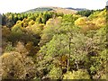 Canopy, Kendrum Burn