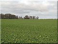 Young crop at Kersknowe in Roxburghshire