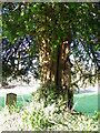 Yew Tree, St Michael and All Angels Churchyard