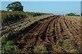 Potato harvesting, Trellech